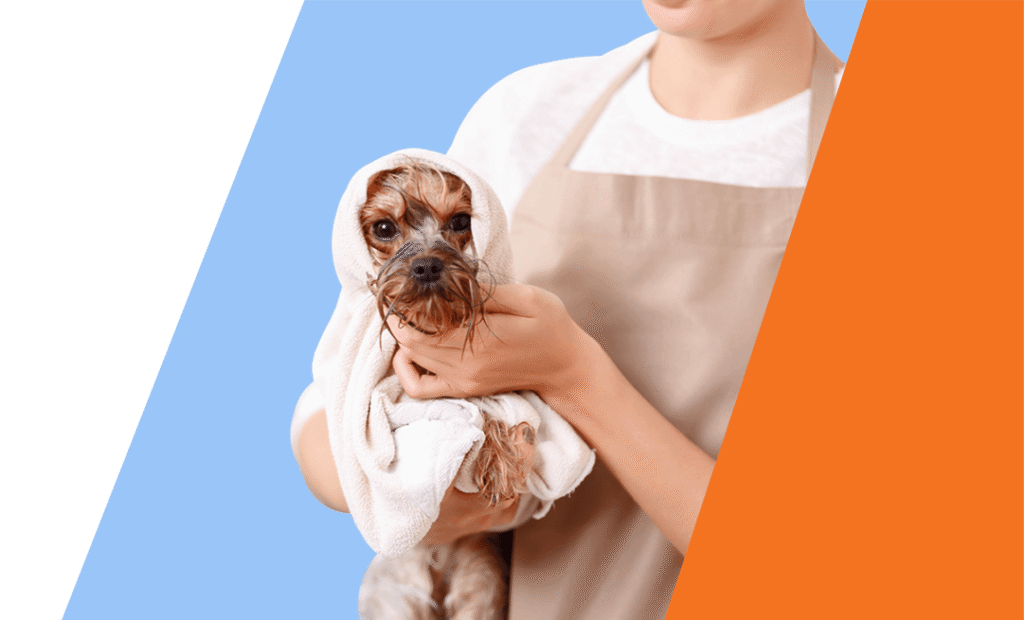 dog after the bath 1